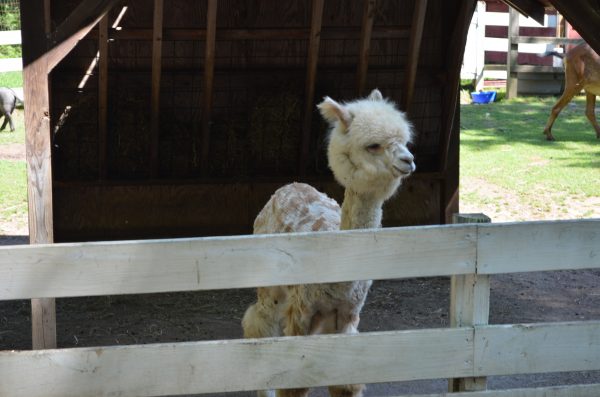 Fort Rickey Discovery Zoo